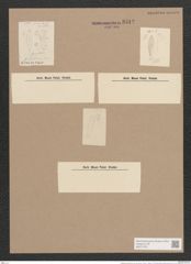 Gomphonema arcticum Grun. (de-Toni-Nr.: Genus 37, Species 1763) Zeichnungen Sammlung Grunow Nr. 3512 (NHMW-BOT-W0371075)